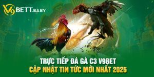 Trực Tiếp Đá Gà C3 V9bet - Cập Nhật Tin Tức Mới Nhất 2025