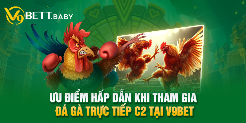 Ưu điểm hấp dẫn khi tham gia đá gà trực tiếp C2 tại V9bet