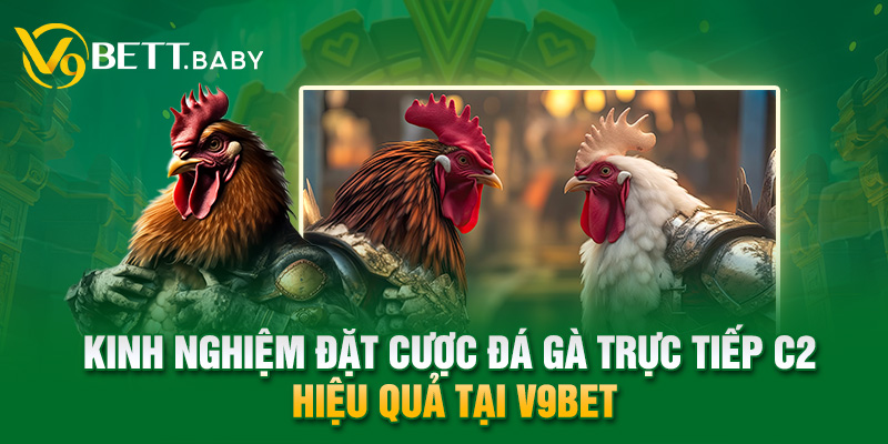 Kinh nghiệm đặt cược đá gà trực tiếp C2 hiệu quả tại V9bet