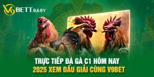 Trực Tiếp Đá Gà C1 Hôm Nay - 2025 Xem Đấu Giải Cùng V9bet